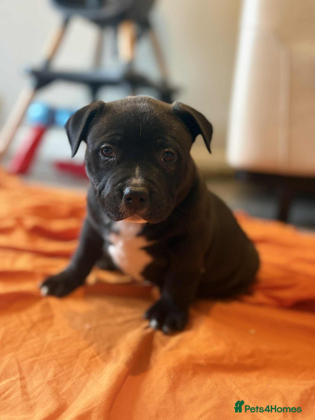 American Bully dogs for sale: Pocket bully - Image 5