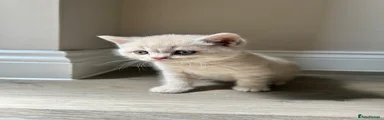 British Shorthair 6