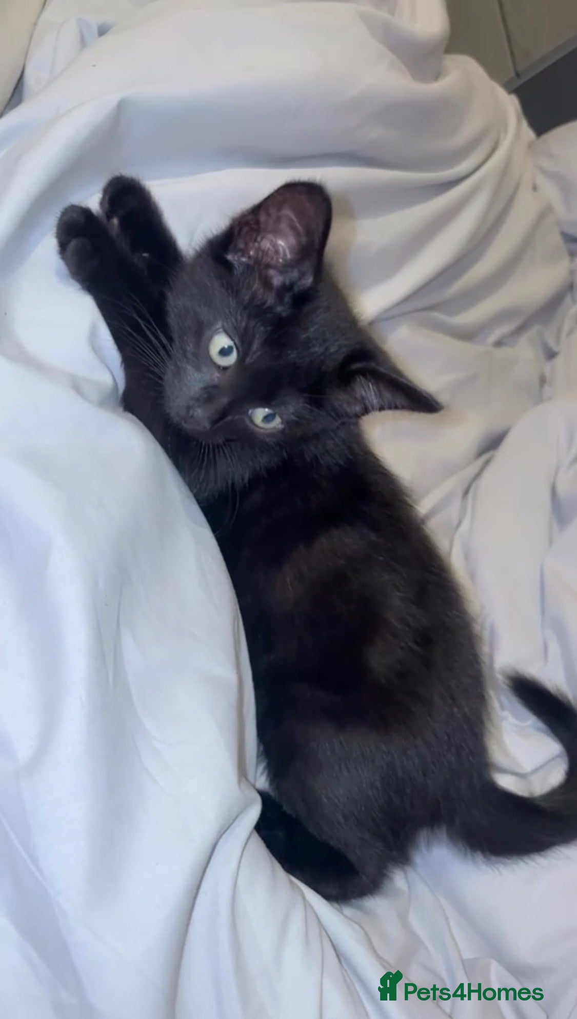 Mixed Breed cats Kitten for sale  - Advert 16