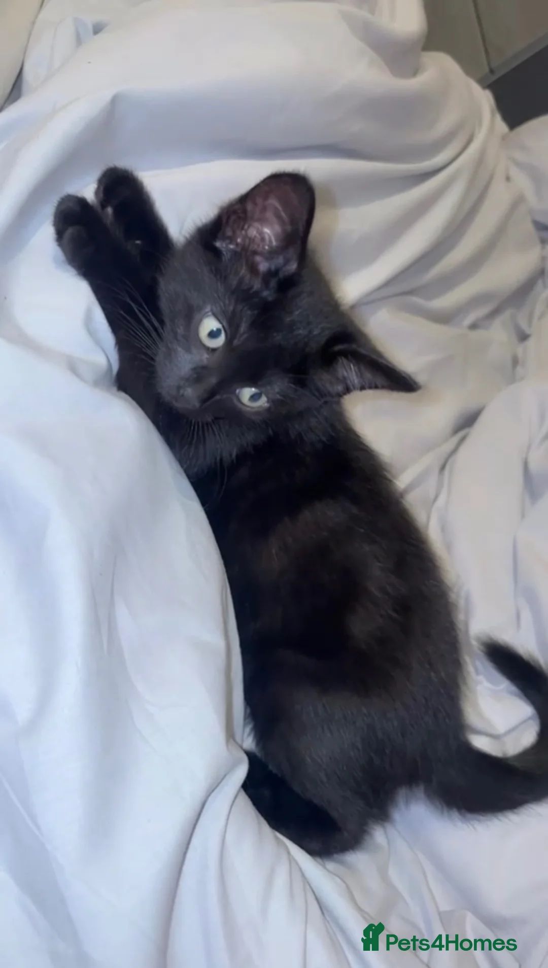 Mixed Breed cats for sale: Kitten for sale  - Advert 1