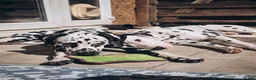 Dalmatian dogs for stud: Beautiful Male Dalmatian  - Advert 5