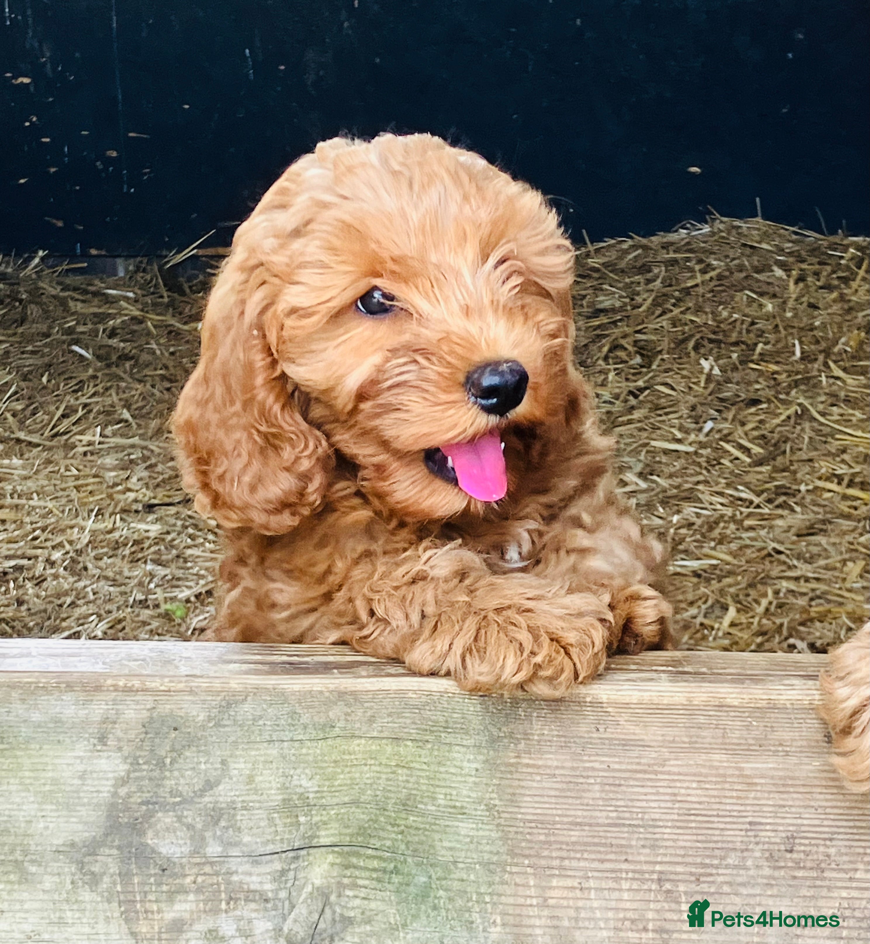 Cockapoo dogs Beautiful Cockapoos - Advert 2