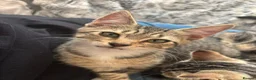 Mixed Breed cats for sale: Two adorable tabby kitten girls – mixed breed - Advert 6