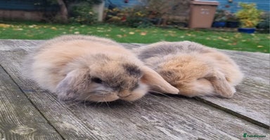 Mini Lop rabbits *Gorgeous baby mini lops, boys and girls* - Advert 5