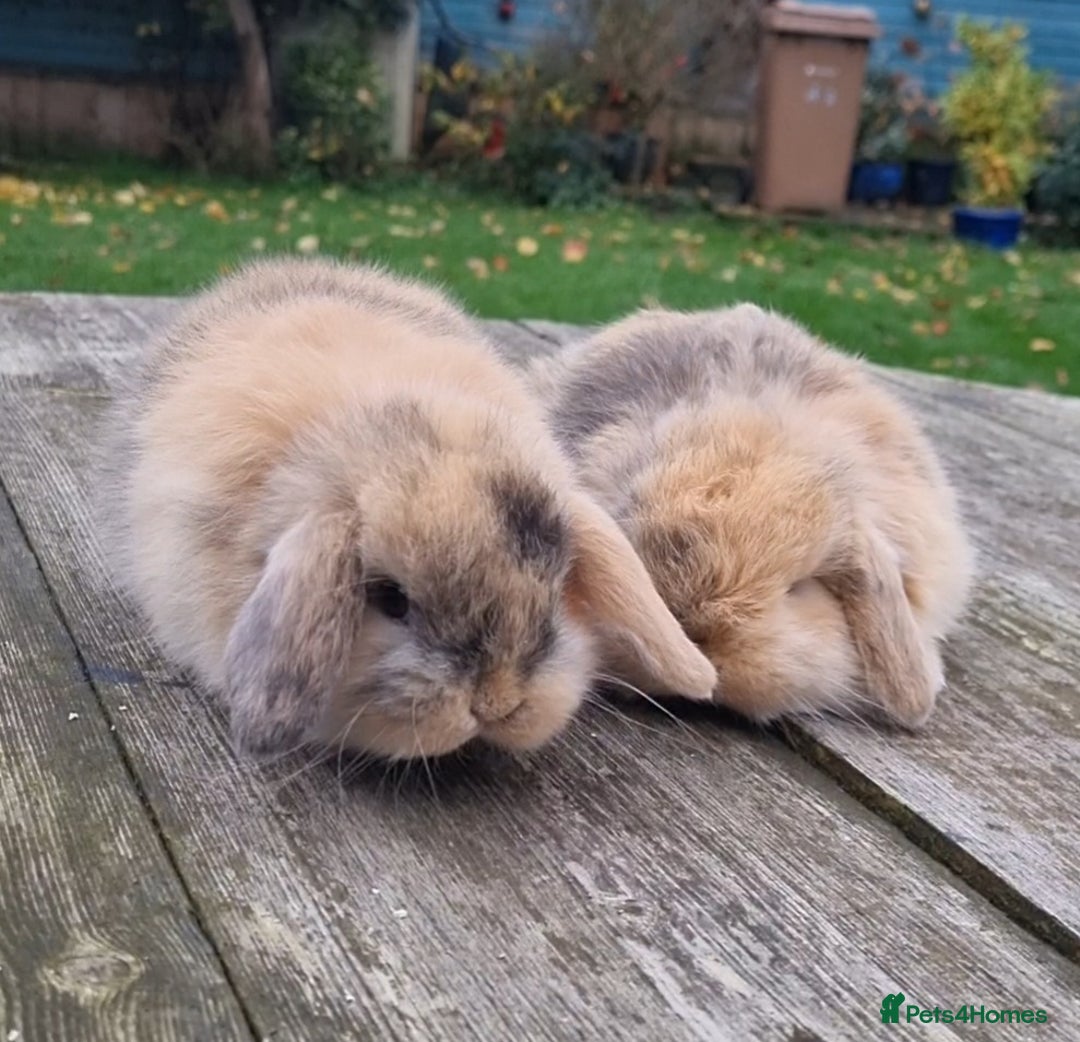 Mini Lop rabbits for sale: *Gorgeous baby mini lops, boys and girls* - Advert 2