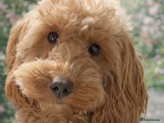 Cockapoo dogs F2 cockerpoo puppies - Advert 17