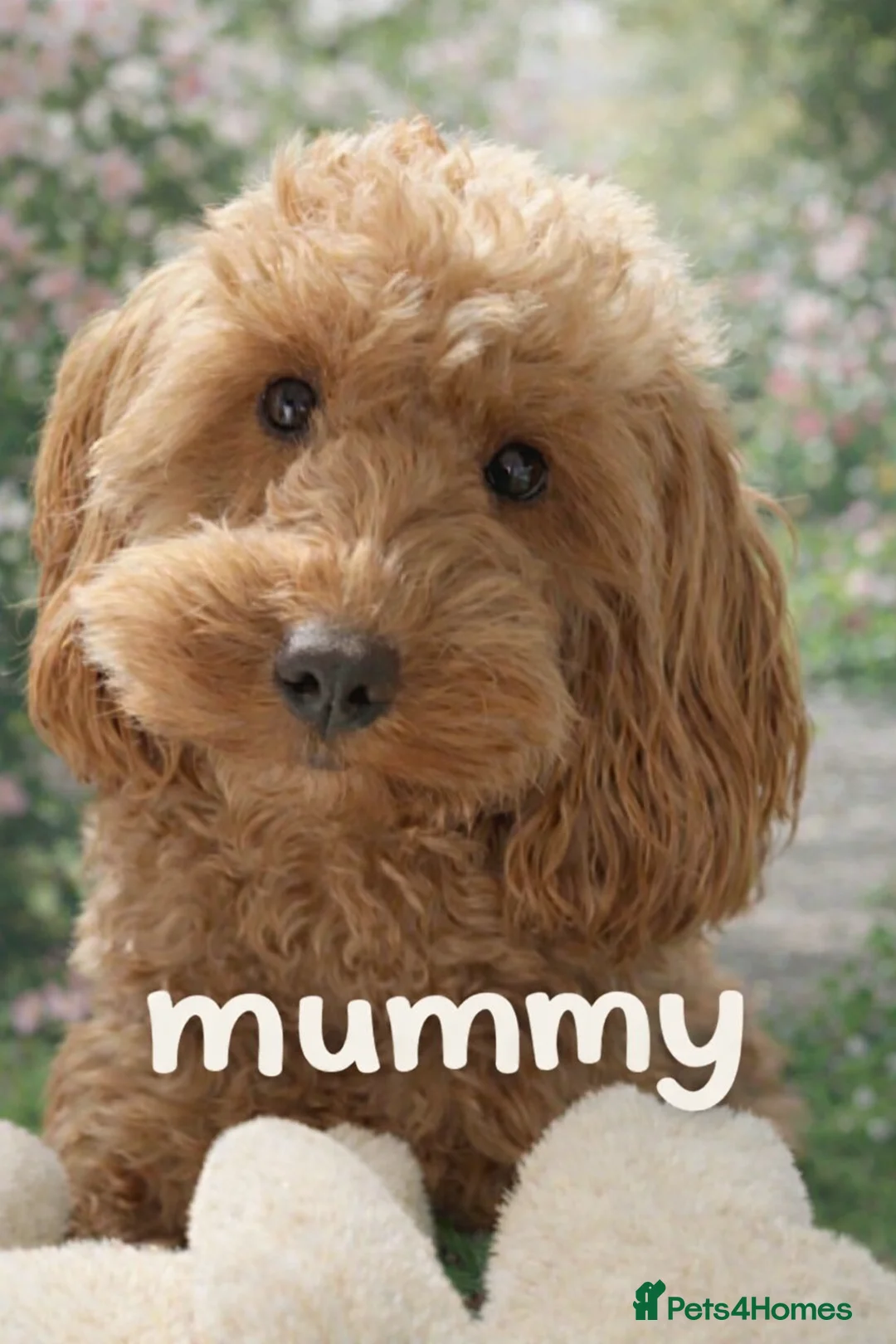 Cockapoo dogs for sale: F2 cockerpoo puppies  - Advert 1