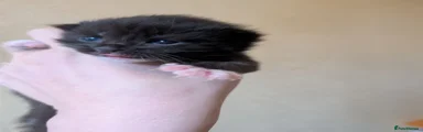 Mixed Breed 2