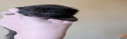 Mixed Breed cats for sale:  beautiful tuxedo kittens Ready now - Advert 7