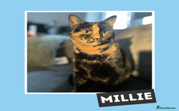 Mixed Breed cats for adoption: Tortitude in a Small Bod - Image 3