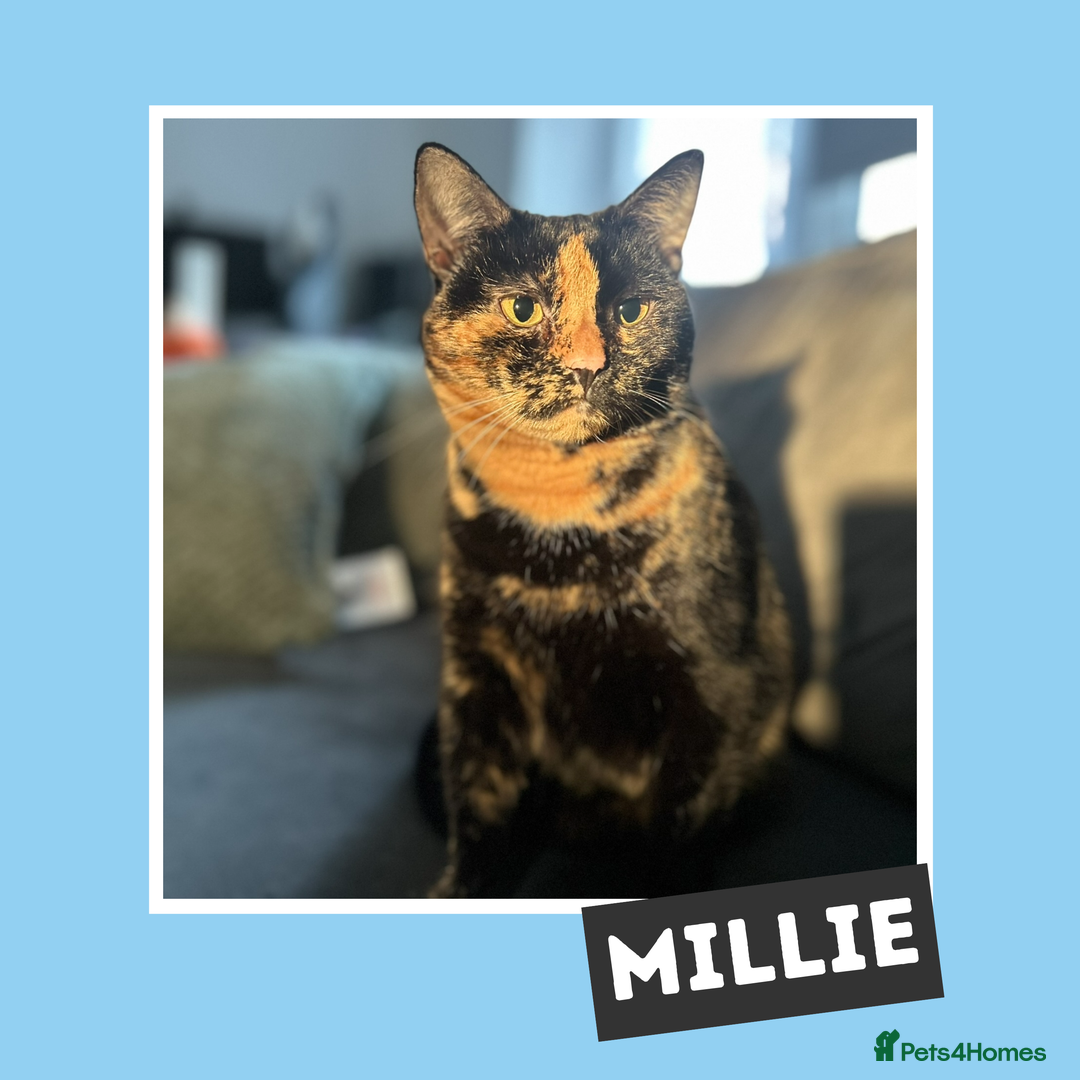 Mixed Breed cats for adoption: Tortitude in a Small Bod - Image 3