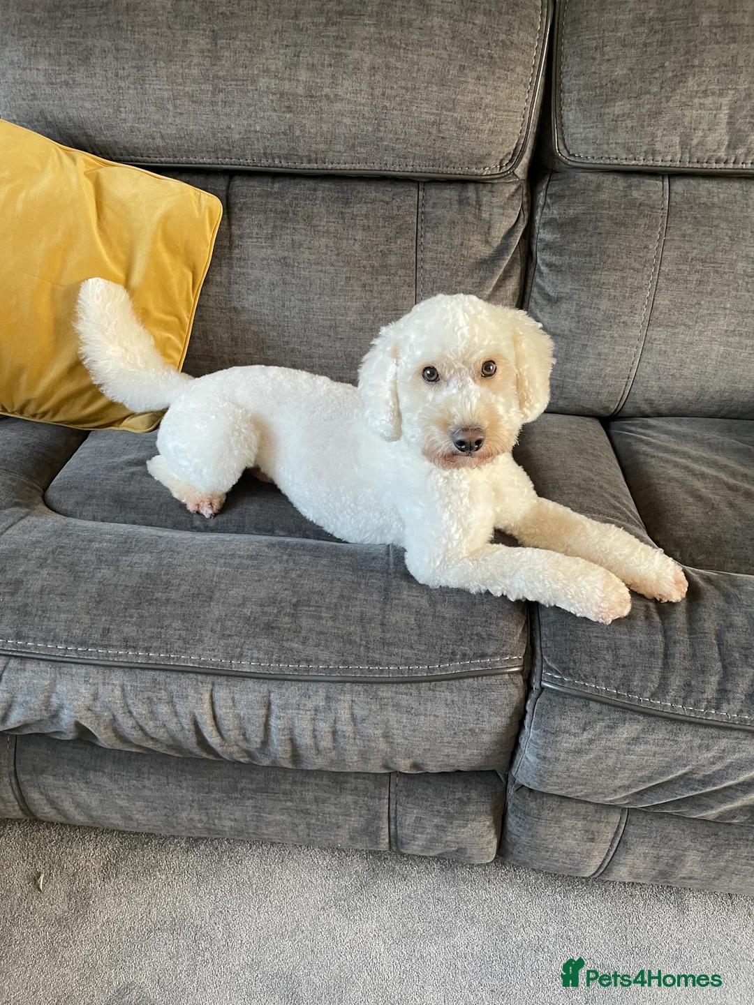Miniature Poodle dogs for stud: Cream Miniature Poodle - available for stud in Welwyn - Advert 6
