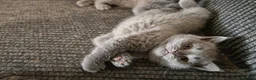 British Shorthair cats for sale: British blue for sale gret price in Pontefract - Advert 5