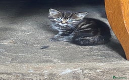Bengal cats for sale: Five super friendly and fun kittens  - Image 18