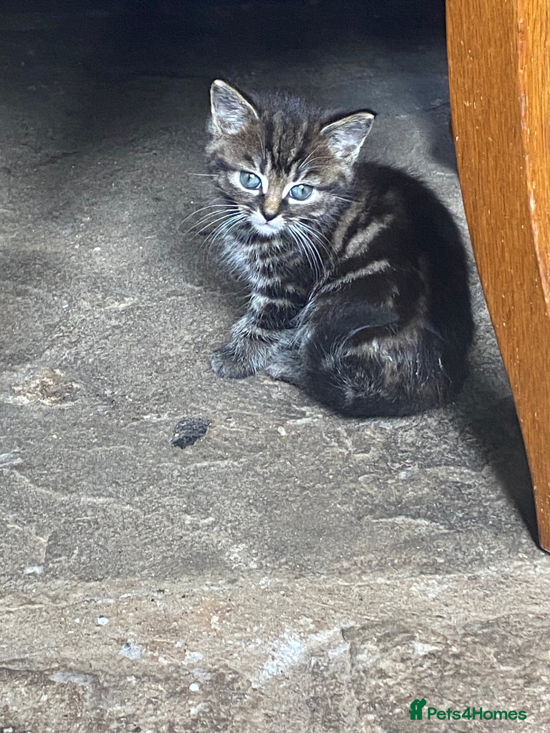 Bengal cats for sale: Five super friendly and fun kittens  - Image 18