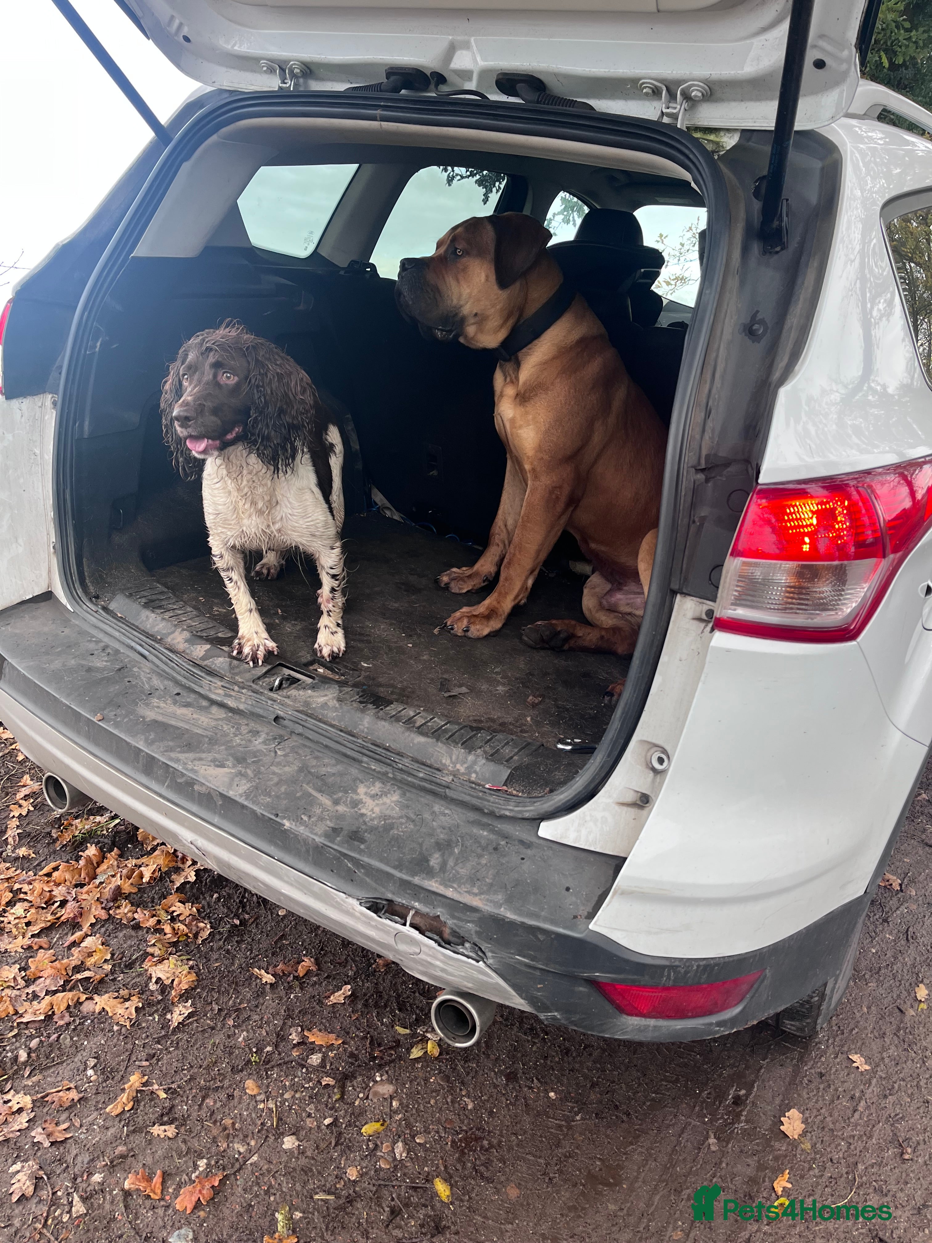 Boerboel dogs Koba South African boerbeol - Advert 1