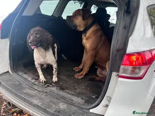 Boerboel dogs Koba South African boerbeol - Advert 2