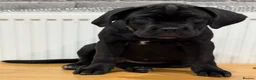 Cane Corso dogs for sale: CANE CORSO CHAMPION BLOODLINE PEDIGREE PUPPIES  - Advert 7