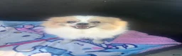 Pomeranian dogs for sale: Beautiful female adult Pom  - Advert 3