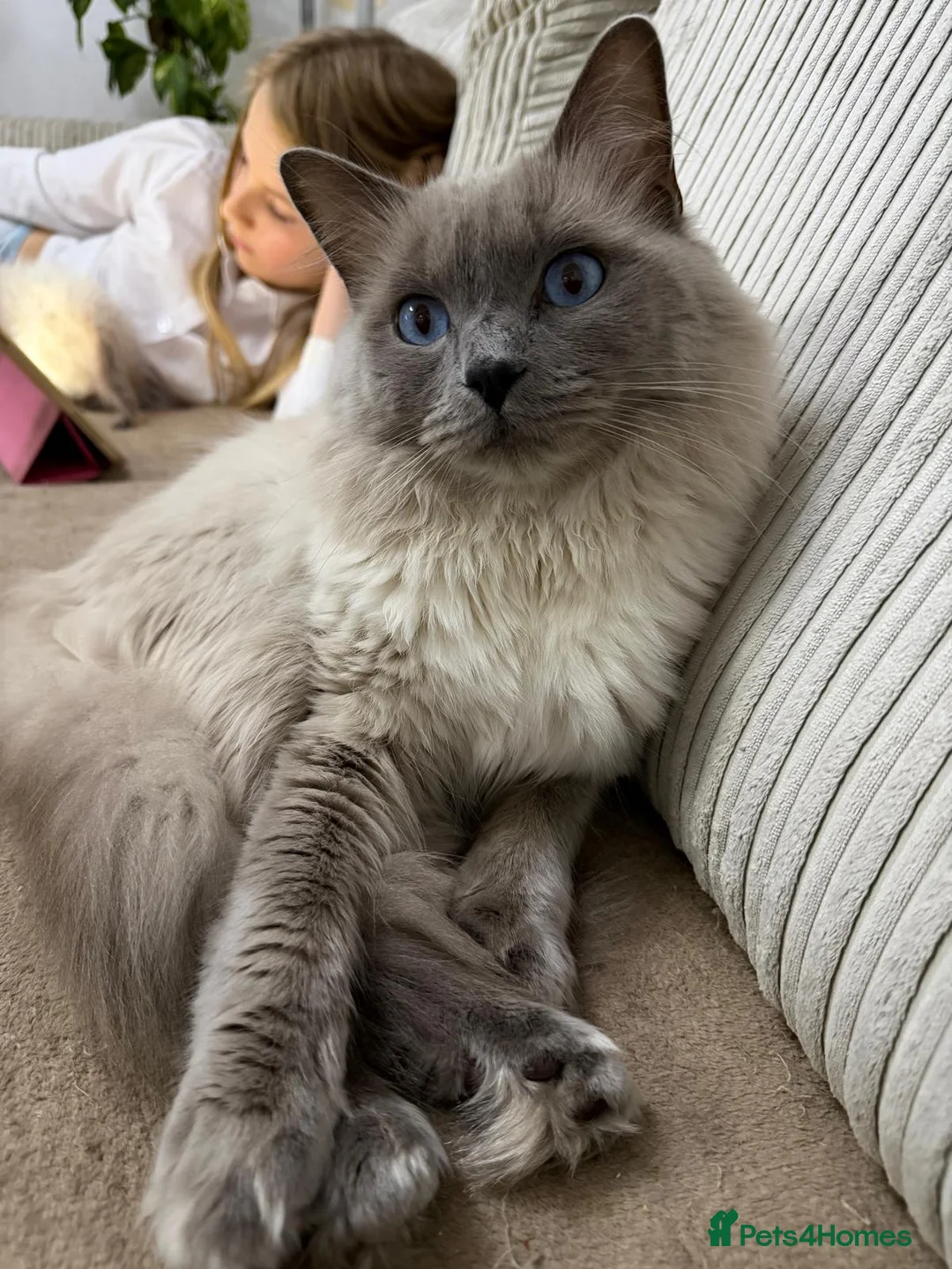 Ragdoll cats for sale: Adorable and friendly Ragdoll Kittens - Advert 39