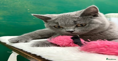 British Shorthair cats - Advert 16