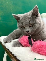 British Shorthair cats - Advert 16