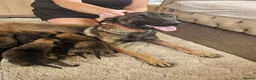 Belgian Shepherd Dog dogs for sale: Outstanding Belgium malinois puppies  - Advert 26