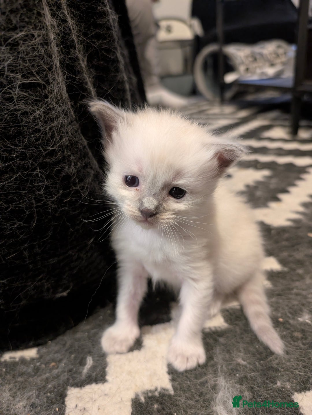 Ragdoll cats for sale: Cute Ragdoll Kittens - Image 4