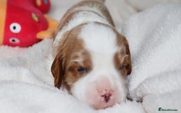 Cavapoo dogs for sale: 🌟Rare F1b Reverse Cavapoo(3/4 Cavalier1/4 Poodle) - Image 13