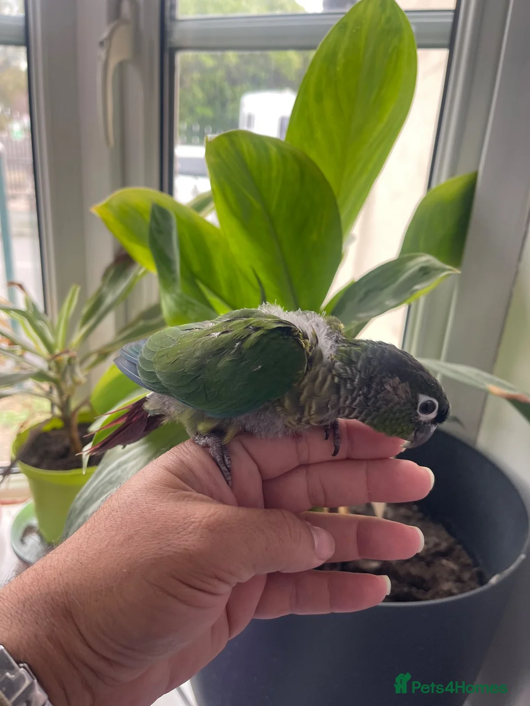 Conures birds for sale: Handreared green cheek conure baby in Manchester - Advert 1