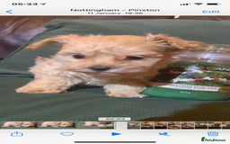 Cavapoo dogs for stud: Extensively Health Tested Deep Red Tiny Toy Poodle in Mansfield - Image 20