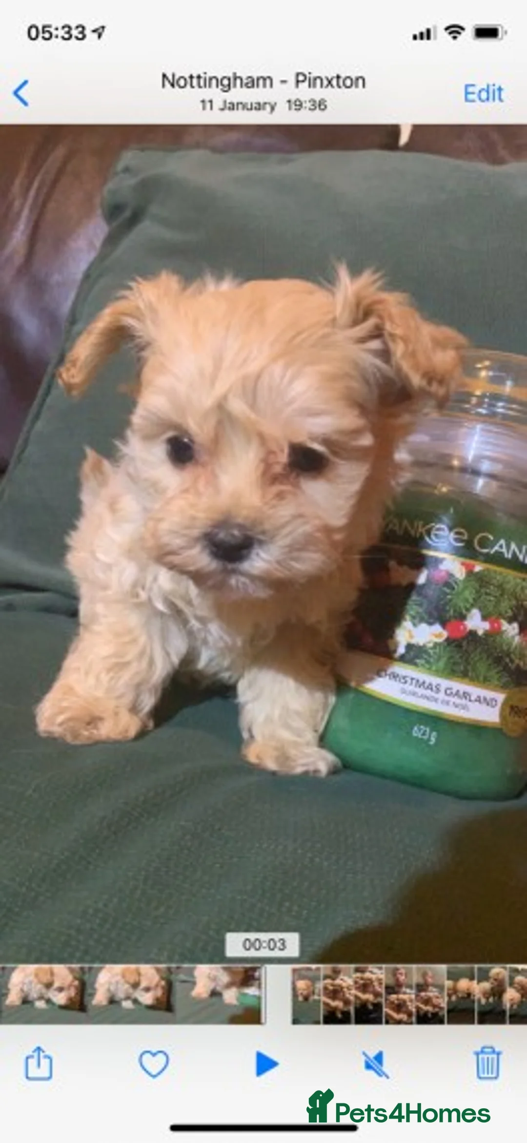 Cavapoo dogs for stud: Extensively Health Tested Deep Red Tiny Toy Poodle in Mansfield - Advert 20