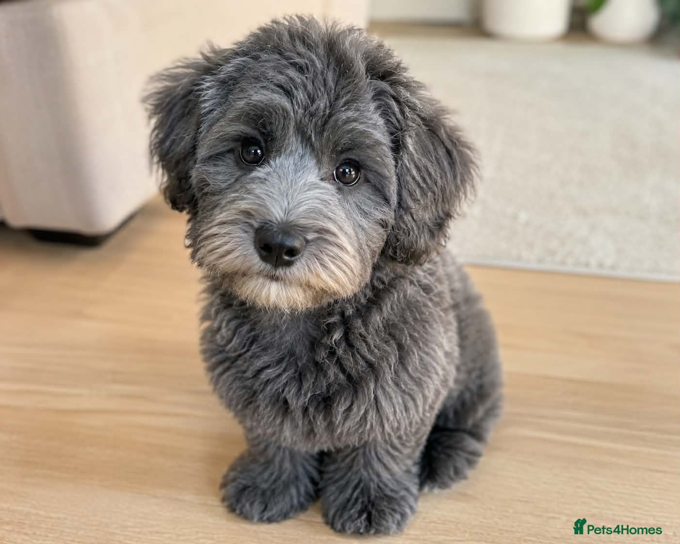 Schnoodle dogs BLUE Schnoodle Puppies 🐾 - Advert 4