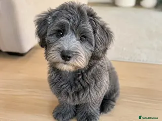 Schnoodle dogs BLUE Schnoodle Puppies 🐾 - Advert 4