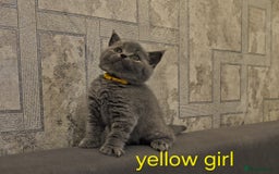 British Shorthair cats for sale: British Blue Shorthair kittens, GCCF pedigree - Image 3