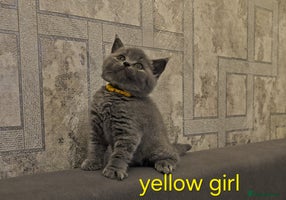 British Shorthair cats - Advert 4