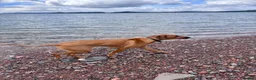 Rhodesian Ridgeback dogs for sale: Looking for new home for Nala - Advert 8