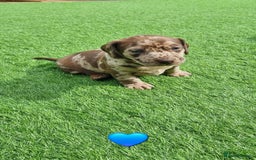 Mixed Breed dogs for sale: Patterdale cross minature daschound  - Image 6