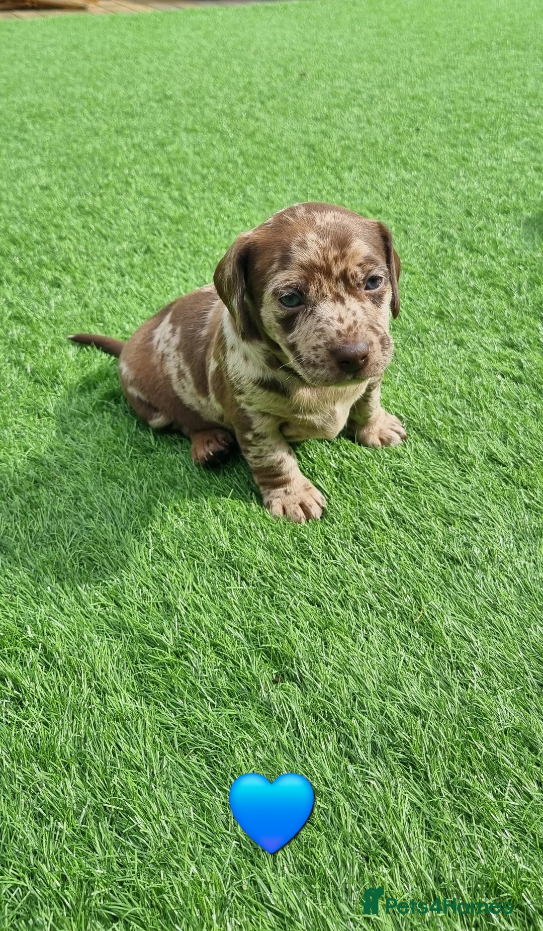 Mixed Breed dogs for sale: Patterdale cross minature daschound  - Image 6