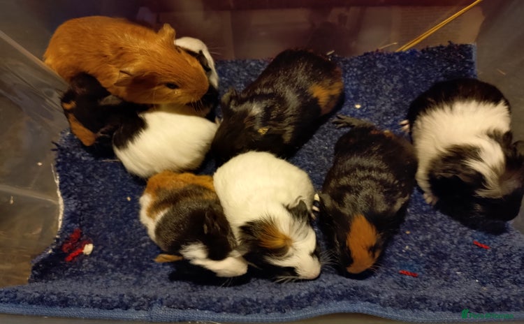 Guinea Pig rodents - Advert 2