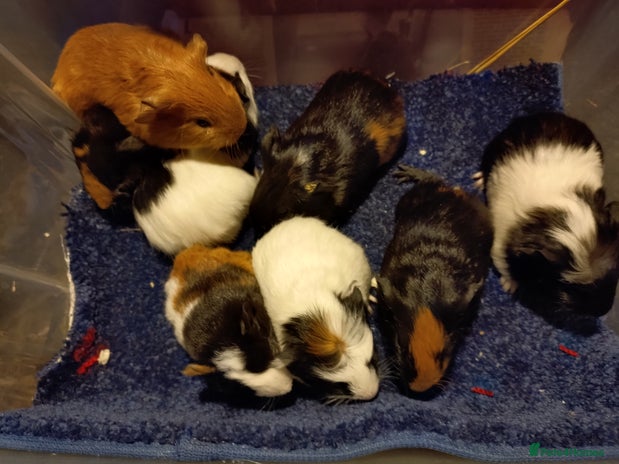 Guinea Pig rodents - Advert 1