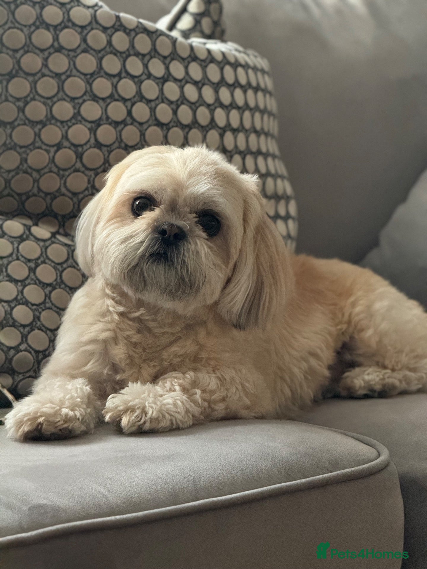 Shih Tzu dogs Shih Tzu litter  - Advert 1