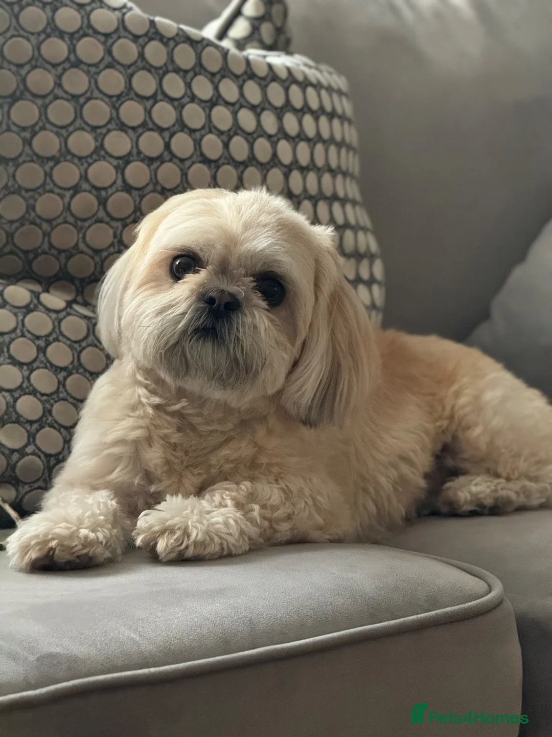 Shih Tzu dogs for sale: Shih Tzu litter  - Advert 1