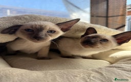 Siamese cats for sale: Siamese kittens - girls  - Image 28