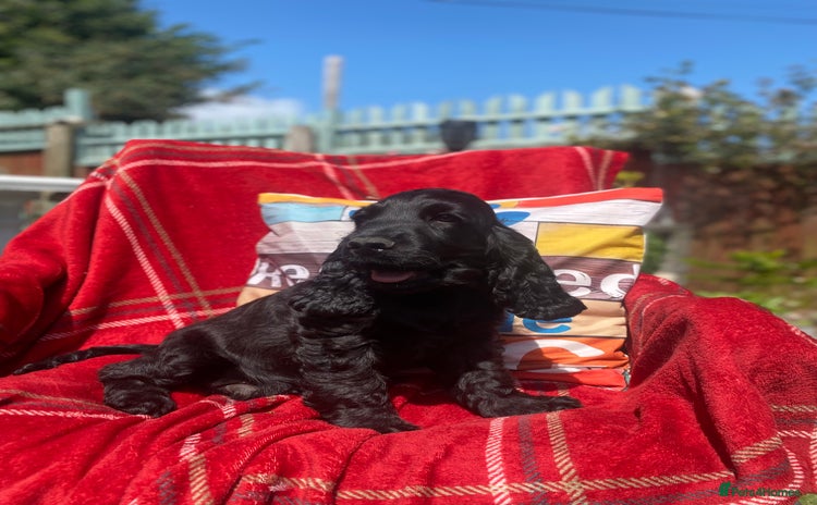 Cocker Spaniel dogs - Advert 4