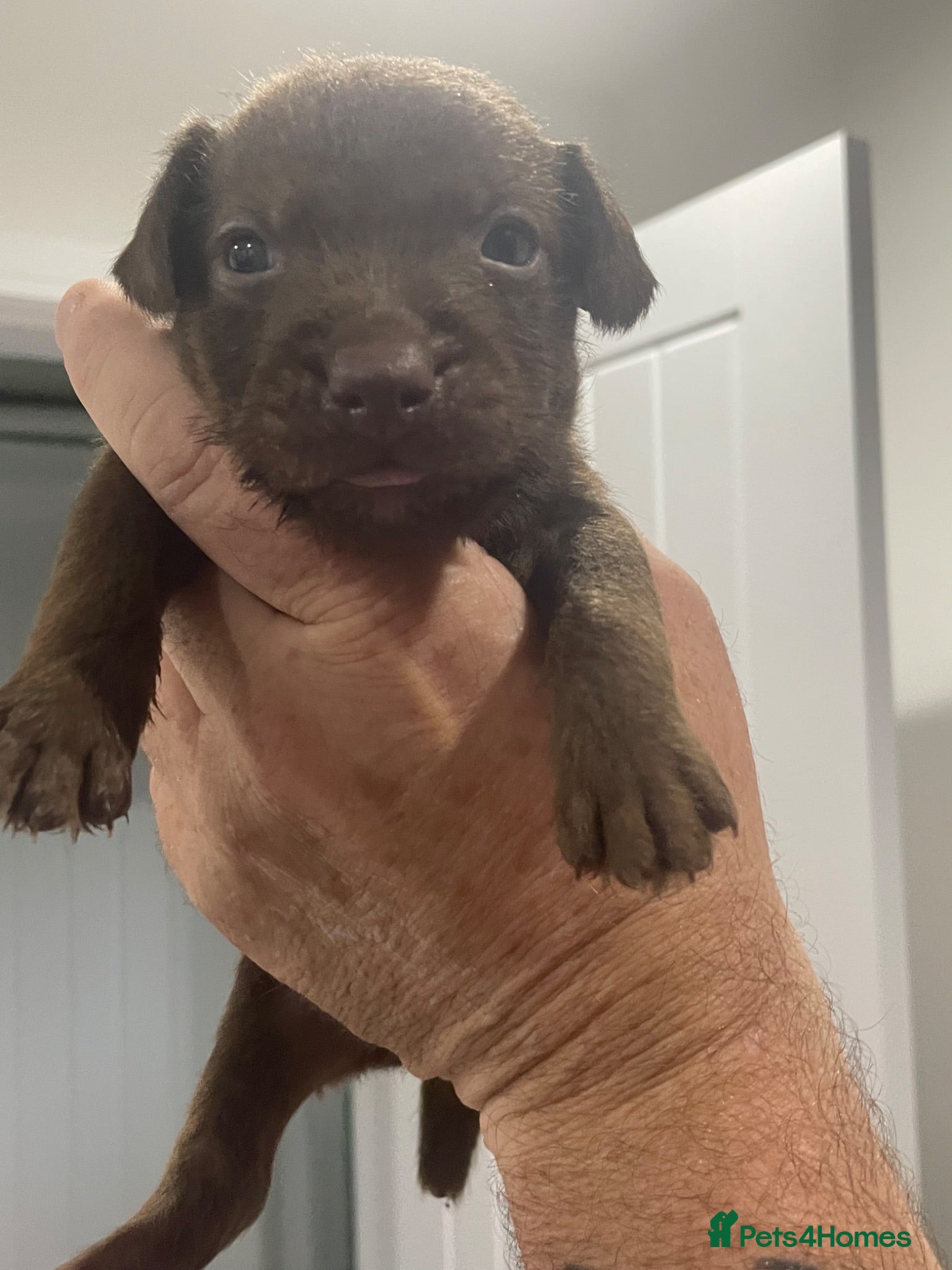 Patterdale Terrier dogs Beautiful patterdale puppy 1 left  - Advert 1