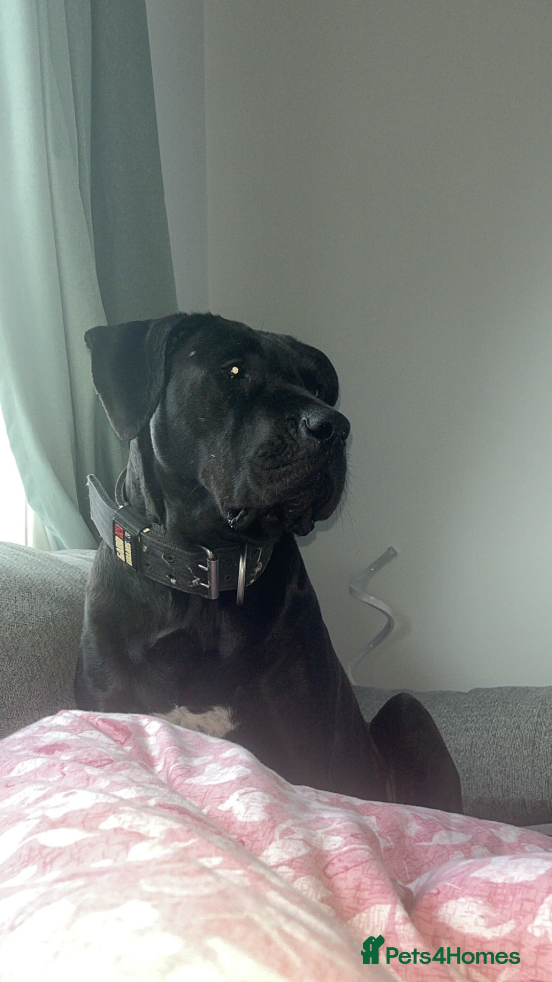 Presa Canario dogs for sale: Presa Canario puppies - Advert 9