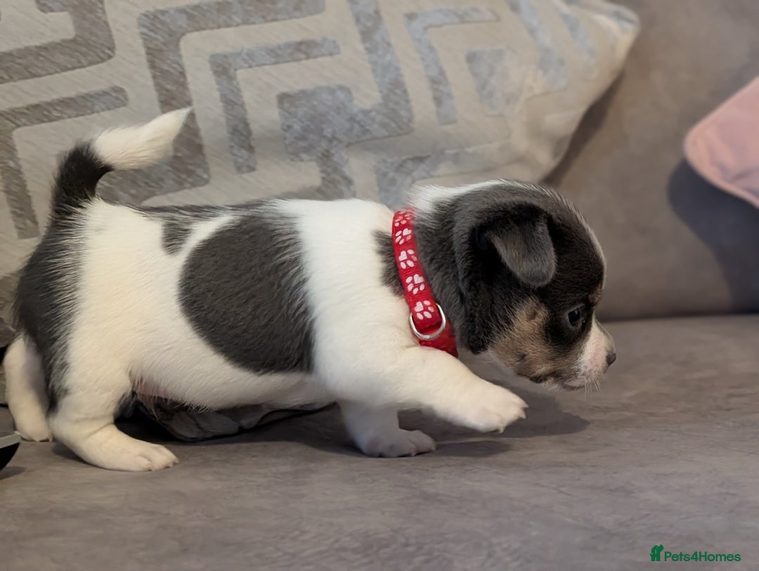 Jack Russell dogs for sale: Quality Miniature Jack Russells  - Advert 7