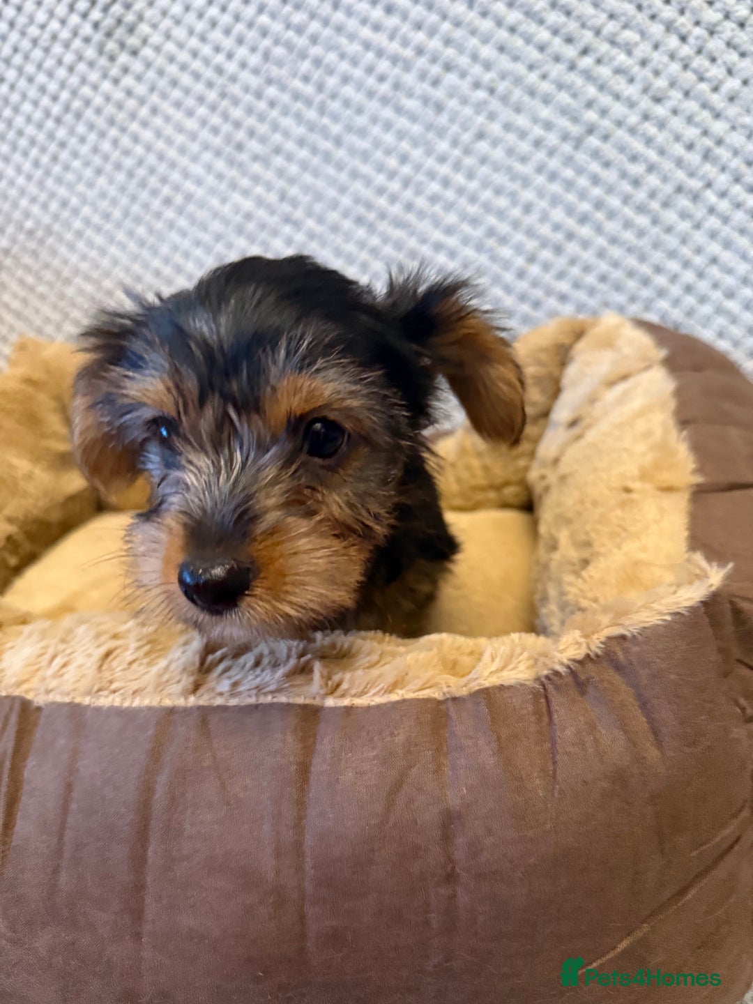 Yorkshire Terrier dogs for sale: Stunning Yorkshire Terrier puppies for sale  - Image 6