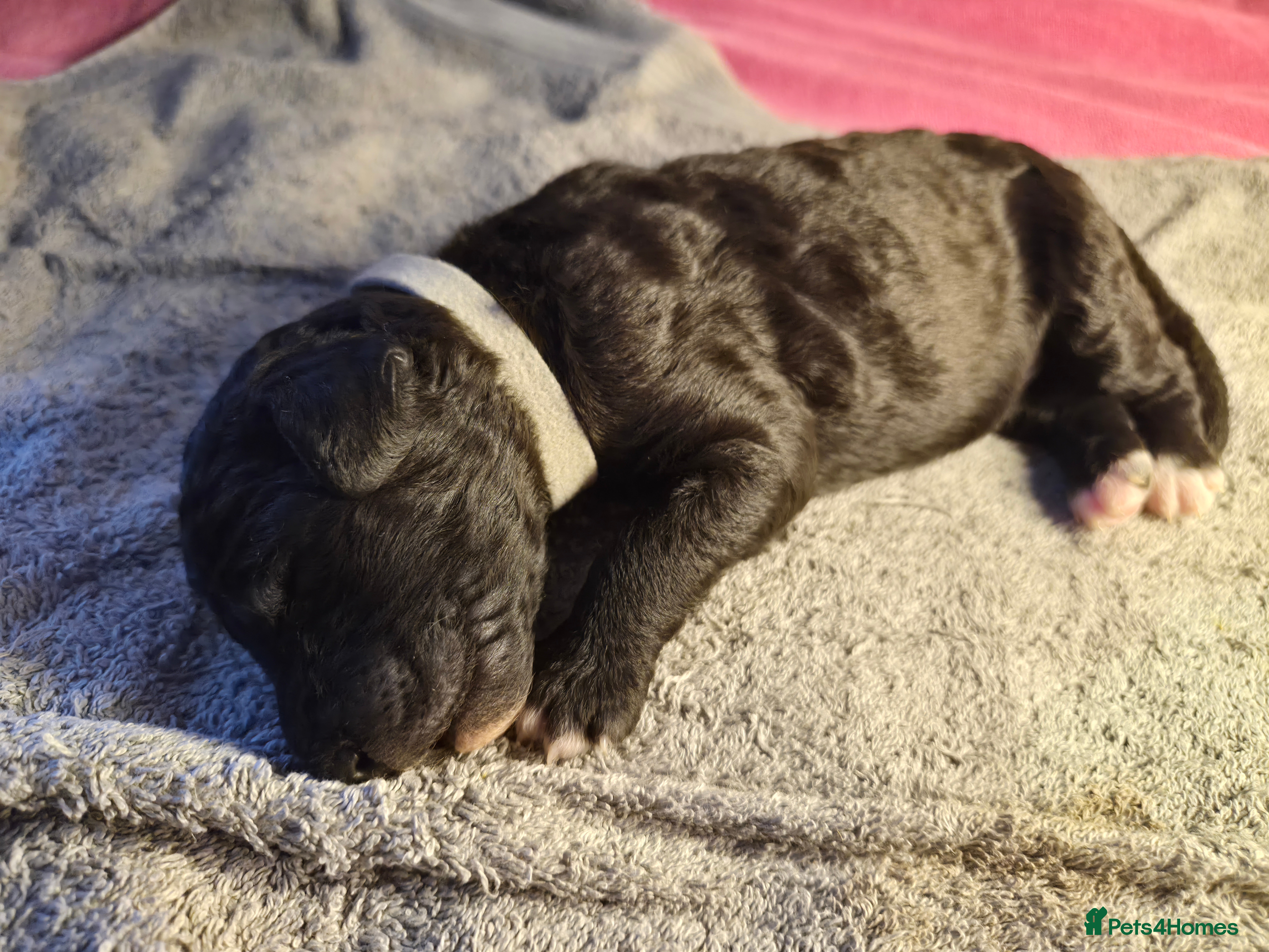Mixed Breed dogs Australian Labradoodle x Goldendoodle Puppies - Advert 2